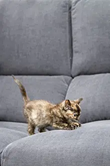 Sofas: Cat kitten on sofa Allariz, Galicia, Spain