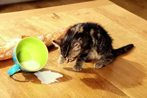Unhygienic: Cat - Kitten with spilt milk