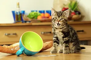 Unhygienic: Cat - Kitten with spilt milk