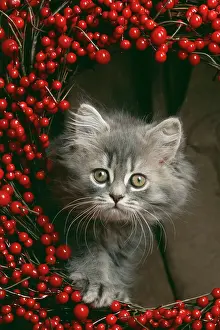 Wreath: CAT - kitten standing, looking though a wreath of berries