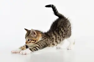 Stretching: CAT. Kitten stretching