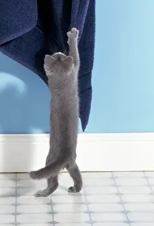 Clawing: Cat - kitten stretching up to towel