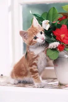 Ginger: CAT - Kitten stting on windowsill with flowers