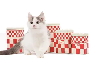 Containers: Cat - kitten in studio with kitchen containers
