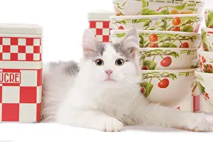 Containers: Cat - kitten in studio with red & white kitchen