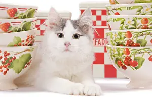 Containers: Cat - kitten in studio with red & white kitchen