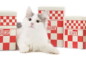 Containers: Cat - kitten in studio with red & white kitchen containers