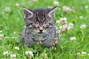 Napping: Cat - kitten taking a nap in garden