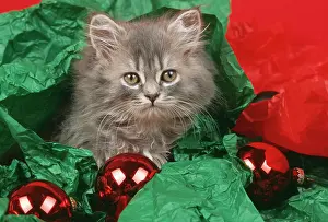 Baubles: CAT - kitten with tissue paper and baubles