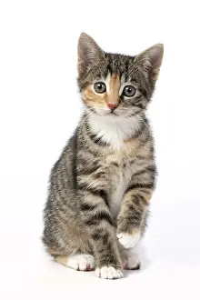 Paw Up: CAT. Kitten, tortoiseshell tabby & white, 6 weeks old