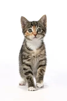 Bakcground: CAT. Kitten, tortoiseshell tabby & white, 6 weeks old