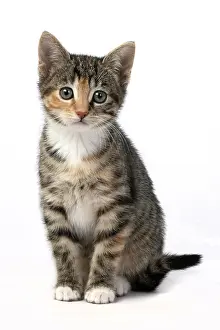 Bakcground: CAT. Kitten, tortoiseshell tabby & white, 6 weeks old