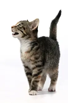 Pet. Pets: CAT. Kitten, tortoiseshell tabby & white, 6 weeks old