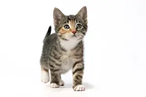 Pet. Pets: CAT. Kitten, tortoiseshell tabby & white, 6 weeks old