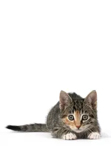 Pet. Pets: CAT. Kitten, tortoiseshell tabby & white, 6 weeks old