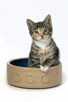 Pet. Pets: CAT. Kitten, tortoiseshell tabby & white, 6 weeks old