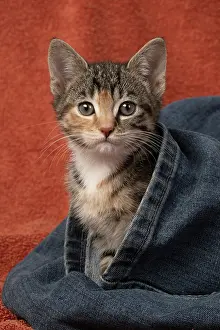 Pet. Pets: CAT. Kitten, tortoiseshell tabby & white, 6 weeks old, in