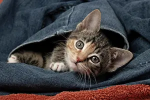 Pet. Pets: CAT. Kitten, tortoiseshell tabby & white, 6 weeks old, in