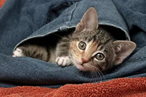 Pet. Pets: CAT. Kitten, tortoiseshell tabby & white, 6 weeks old, in