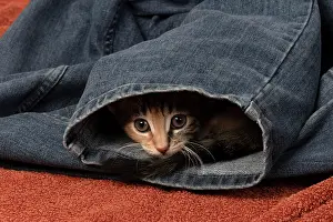 Pet. Pets: CAT. Kitten, tortoiseshell tabby & white, 6 weeks old, in