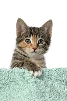 Pet. Pets: CAT. Kitten, tortoiseshell tabby & white, 6 weeks old