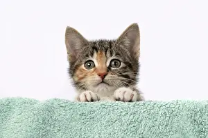 Pet. Pets: CAT. Kitten, tortoiseshell tabby & white, 6 weeks old