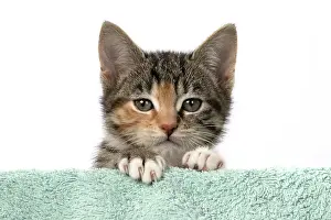 Pet. Pets: CAT. Kitten, tortoiseshell tabby & white, 6 weeks old