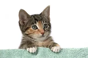 Pet. Pets: CAT. Kitten, tortoiseshell tabby & white, 6 weeks old