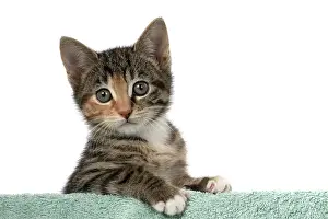 Pet. Pets: CAT. Kitten, tortoiseshell tabby & white, 6 weeks old