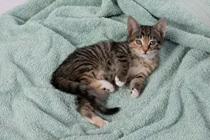 Pet. Pets: CAT. Kitten, tortoiseshell tabby & white, 6 weeks old