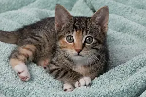 Pet. Pets: CAT. Kitten, tortoiseshell tabby & white, 6 weeks old