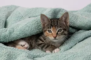 Pet. Pets: CAT. Kitten, tortoiseshell tabby & white, 6 weeks old