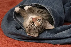 Pet. Pets: CAT. Kitten, tortoiseshell tabby & white, 6 weeks old, in