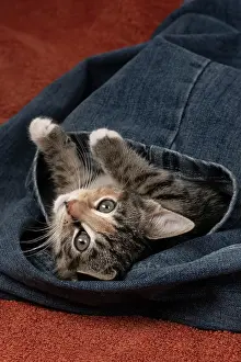 Pet. Pets: CAT. Kitten, tortoiseshell tabby & white, 6 weeks old, in
