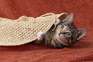 Pet. Pets: CAT. Kitten, tortoiseshell tabby & white, 6 weeks old, with
