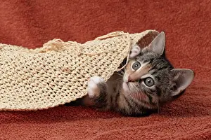 Pet. Pets: CAT. Kitten, tortoiseshell tabby & white, 6 weeks old, with
