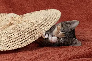 Pet. Pets: CAT. Kitten, tortoiseshell tabby & white, 6 weeks old, with