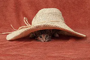Pet. Pets: CAT. Kitten, tortoiseshell tabby & white, 6 weeks old, with