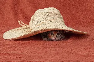Pet. Pets: CAT. Kitten, tortoiseshell tabby & white, 6 weeks old, with