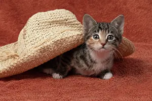 Pet. Pets: CAT. Kitten, tortoiseshell tabby & white, 6 weeks old, with