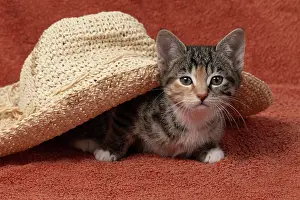 Pet. Pets: CAT. Kitten, tortoiseshell tabby & white, 6 weeks old, with