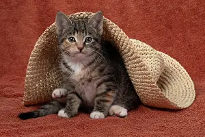 Pet. Pets: CAT. Kitten, tortoiseshell tabby & white, 6 weeks old, with