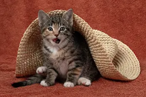 Pet. Pets: CAT. Kitten, tortoiseshell tabby & white, 6 weeks old, with