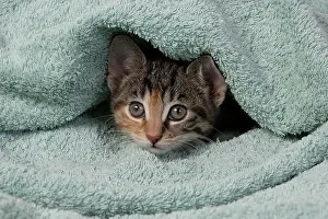 Curiosity: CAT. Kitten, tortoiseshell tabby & white, 6 weeks old