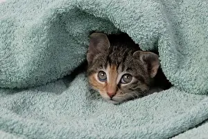Curiosity: CAT. Kitten, tortoiseshell tabby & white, 6 weeks old