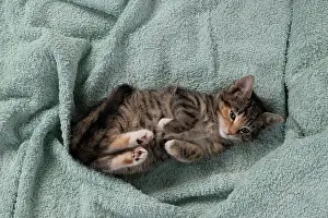 Pet. Pets: CAT. Kitten, tortoiseshell tabby & white, 6 weeks old