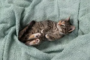 Pet. Pets: CAT. Kitten, tortoiseshell tabby & white, 6 weeks old