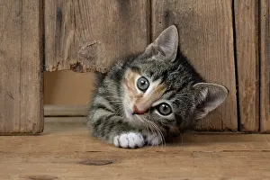 Curiosity: CAT. Kitten, tortoiseshell tabby & white, 6 weeks old