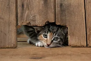 Curiosity: CAT. Kitten, tortoiseshell tabby & white, 6 weeks old