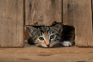 Curiosity: CAT. Kitten, tortoiseshell tabby & white, 6 weeks old